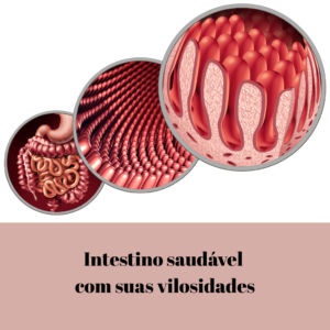 intestino saudável